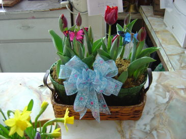 Double basket of Tulips or Hyacinths pots Select price 1 for 2 tulip pots, price 2 for 2 hyacinth, price 3 for one of each!
