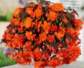 DOUBLE BEGONIA HANGING BASKET