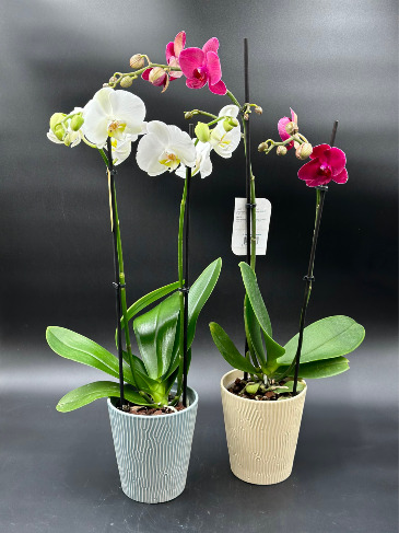 DOUBLE BLOOM AND OR MULTI STEM PHAL ORCHIDS  BLOOMING PLANT in Warman, SK | QUINN & KIM'S FLOWERS