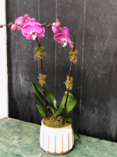 Double Bloom Orchid 