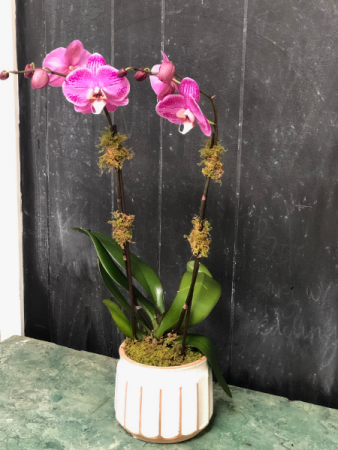 Double Bloom Orchid