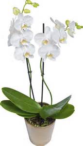 Double Bloom Orchid Plant 