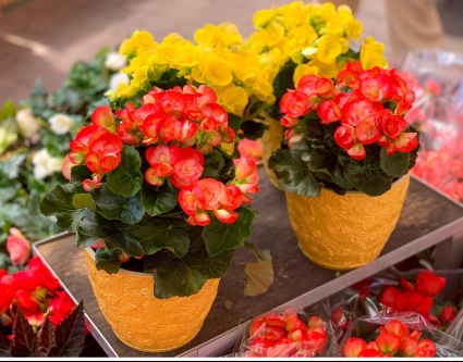 Double Bloomed Begonia Bloom Plant