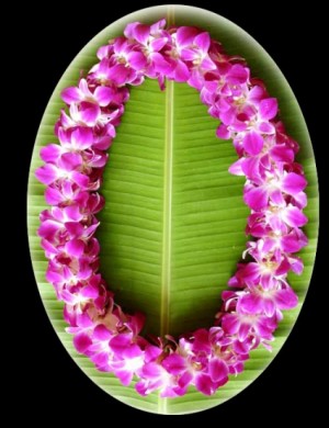 DOUBLE BOMBAY LEI Graduation Lei in Davis, CA | STRELITZIA FLOWER CO. DOUBLE BOMBAY LEI Graduation Lei in Davis, CA | STRELITZIA FLOWER CO.