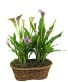 Double Calla Lilly Plant Arrangement 