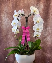 Double cascading Phalaenopsis plant Double Phalaenopsis Orchid 