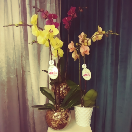 Double Stem Orchid Phalaenopis