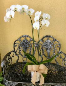 Double cymbidium Orchid Plant