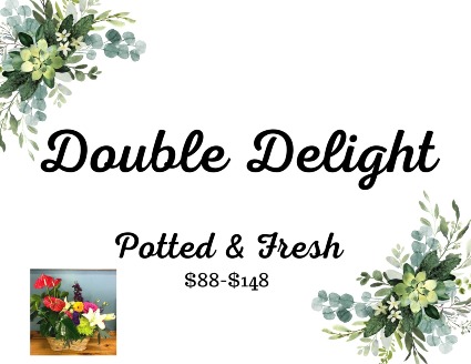 Double Delight Potted and Fresh
