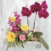 Double Delight Potted Tropical and Fresh Flowers