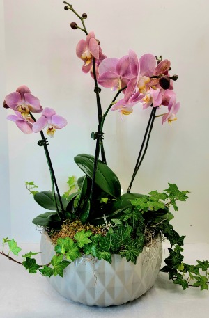 Double Deluxe Orchid Garden 