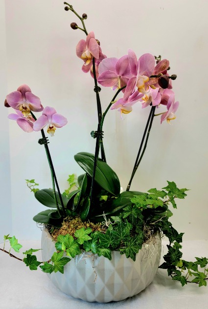 Double Deluxe Orchid Garden 