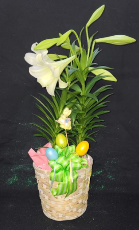 Double Easter Lilies in a Basket FHF-E2122 Plant