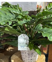 "Double-edge Sword" Philodendron Easy care house plant