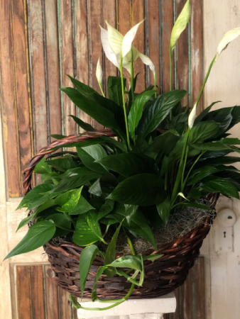 Double Green Plant Basket