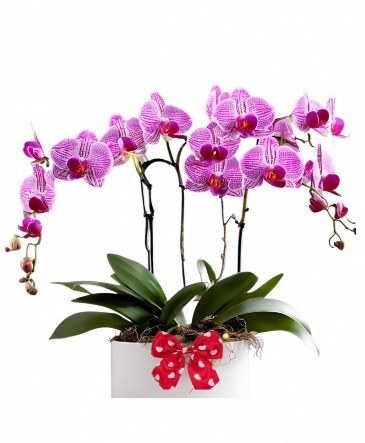 Double Hearts Orchid Plant   in Laurel, MD | The Blooming Bohemian