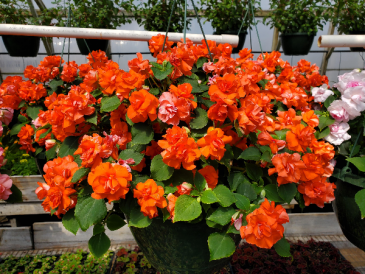 Double Impatiens Hanging Basket 10" Hanging Basket in Blossvale, NY