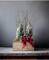Double Jolly Fresh Holiday Trees  