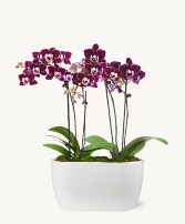 Double Mini Orchid 