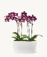 Double Mini Orchid 