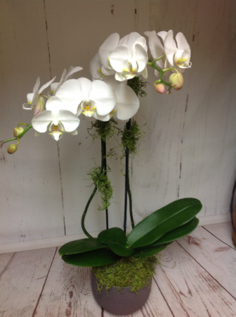 Double orchid  in Easton, CT | Felicia's Fleurs