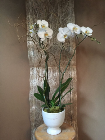 Double orchid   in Ozone Park, NY | Heavenly Florist