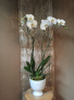 Double orchid  