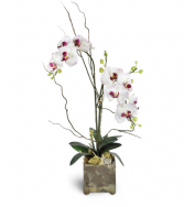 Double Orchid Plant