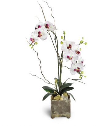 Double Orchid Plant in Paris, ON | Upsy Daisy Floral Studio