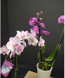 DOUBLE ORCHID  