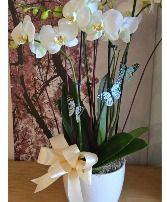 DOUBLE STEMS ORCHIDS  