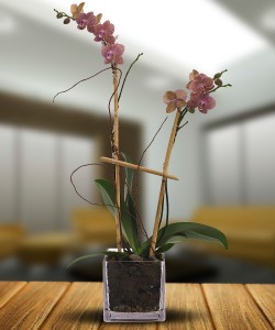 Double Orchid Arrangement