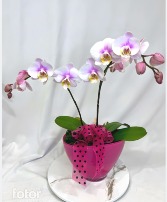 Double Orchid Bowl 