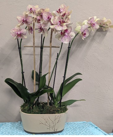 Double Orchid  Ceramic Planter in Bend, OR | AUTRY'S 4 SEASONS FLORIST