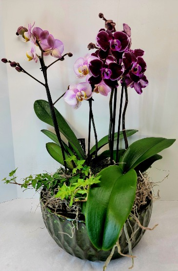 Double Orchid Garden  in Troy, MI | ACCENT FLORIST