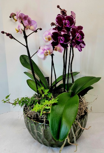Double Orchid Garden  in Troy, MI | DELLA'S MAPLE LANE FLORIST