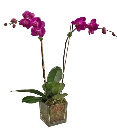 Double Purple Orchid in Glass Orchid Plant Arrangement
