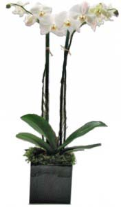 Double Orchid in Black Ceramic Cube Live Orchid Arrangement