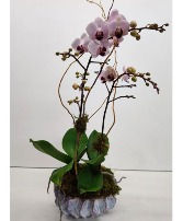 Double Orchid in Sea Urchin Ceramic Container 