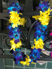 Double Orchid Lei- UCSB Graduation