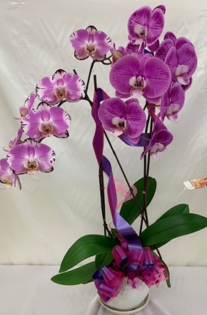 Double Orchid Orchid Plant