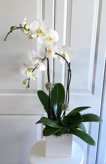 Double Orchid Phalaenopsis    in Whittier, CA | Rosemantico Flowers