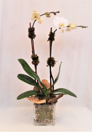 White Orchid - Double Plant
