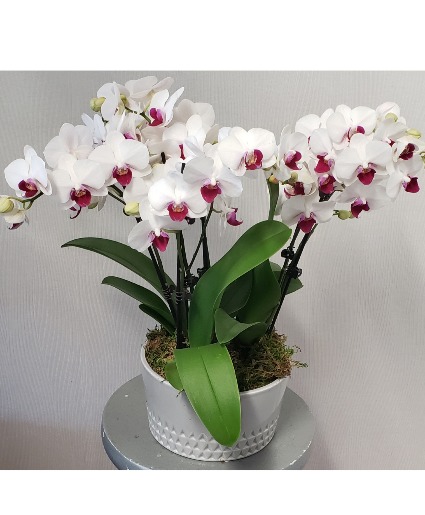 Triple Orchid Plant