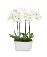 Double Orchid  Plant