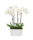 Double Orchid  Plant