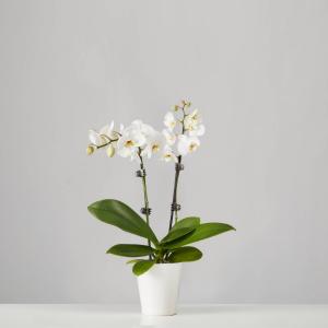 Double Orchid Plant Blooming Plant