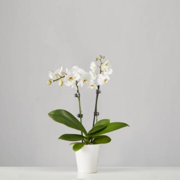Double Orchid Plant Blooming Plant in Forked River, NJ | SUNFLOWERS FLORIST Double Orchid Plant Blooming Plant in Forked River, NJ | SUNFLOWERS FLORIST