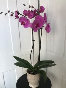 Double Orchid Plant Live Orchid Plant