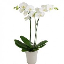 WHITE ORCHID PLANT POTTED & DRESSED